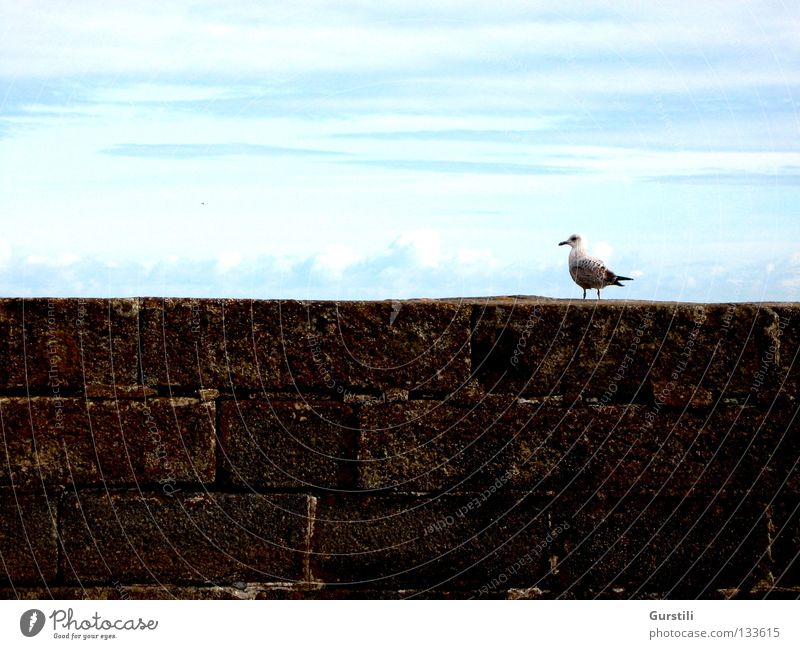 Himmelsrand II Wolken Horizont Mauer Möwe Vogel Republik Irland