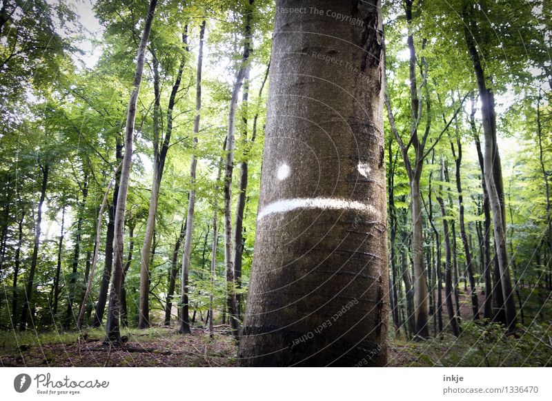 der deutsche Wald is not amused Landwirtschaft Forstwirtschaft Umwelt Natur Landschaft Sommer Baum Laubwald Baumstamm Holz Zeichen Schilder & Markierungen