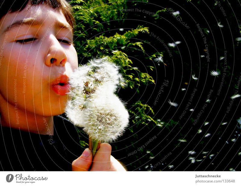 200/ Vielen Dank für die Blumen Junge Kind blasen Löwenzahn Konzentration Sommer Frühling fliegen Freude Samen lustig verteilen Garten wegpusten Juttaschnecke