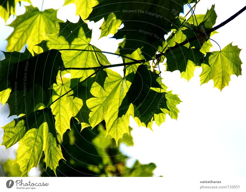 Summer Feelings Blatt Ahorn springen Sommer Natur Trees Leaf