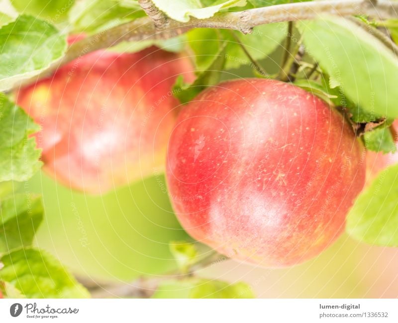 Äpfel hängen am Baum Lebensmittel Frucht Apfel Ernährung Sommer Garten Erntedankfest Landwirtschaft Forstwirtschaft Natur Herbst Blatt lecker saftig grün rot