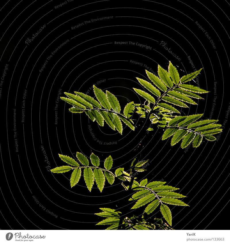 sonnenblätter schwarz dunkel Sommer Sonnenstrahlen Sonnenlicht Gegenlicht Physik Blatt Frühling grün Makroaufnahme Blattgrün Hoffnung Wunsch Beleuchtung