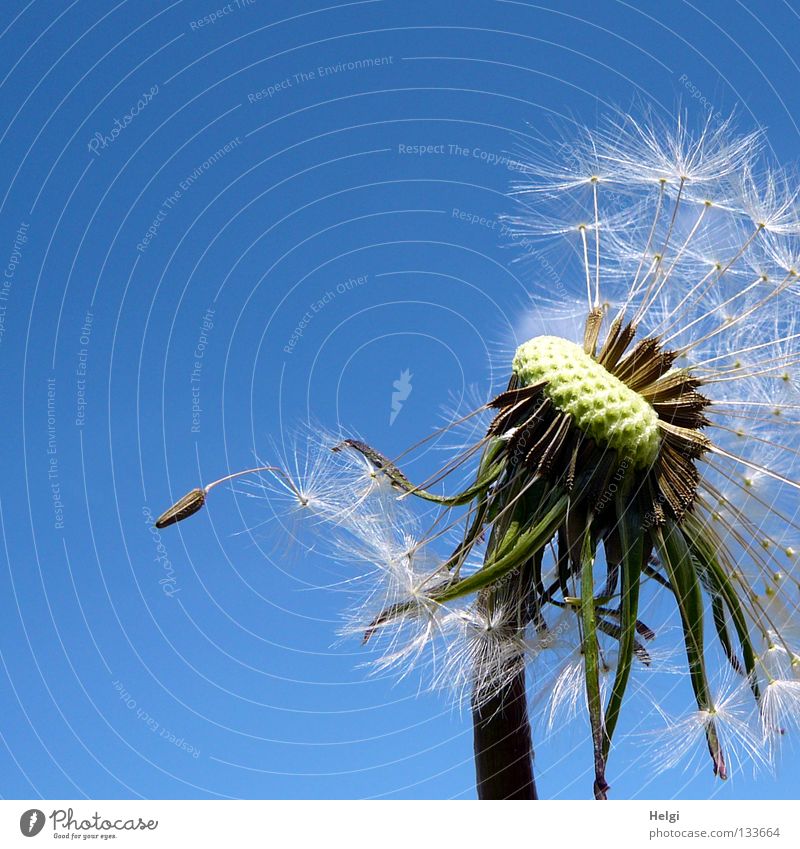 zerzauste Pusteblume , an der schon einige Samen fehlen Blume Löwenzahn blasen mehrere säen Sommer Frühling Mai Wolken Pflanze Blühend Wiese Wegrand Wachstum