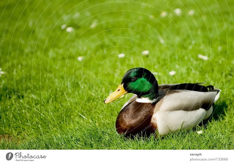 Erpel Entenvögel Erholung ausruhend Vogel Quaken Schnabel Feder Stockente Tier Natur maskulin Wildtier Wiese Weide Wachsamkeit Blick Blumenwiese Gras mehrfarbig