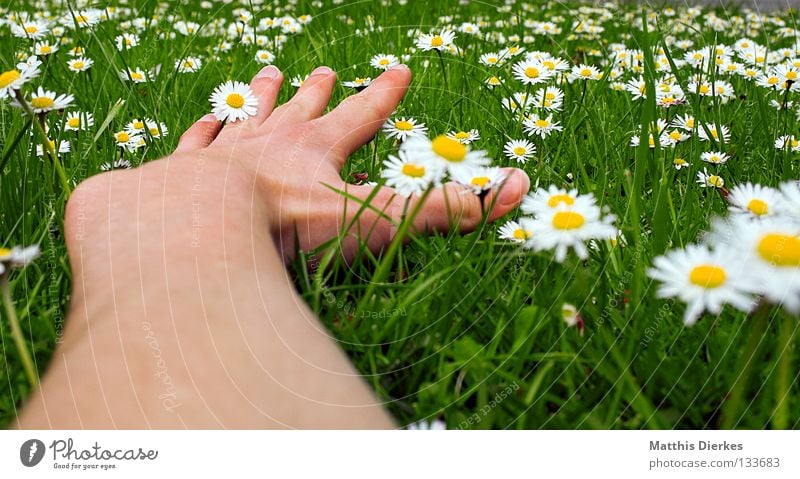 Flügel Sommer Frühling Mai April Schönes Wetter schön Wiese Gras grün Gänseblümchen Blume Blumenwiese Hand Finger Weitwinkel Erholung Feierabend Wochenende