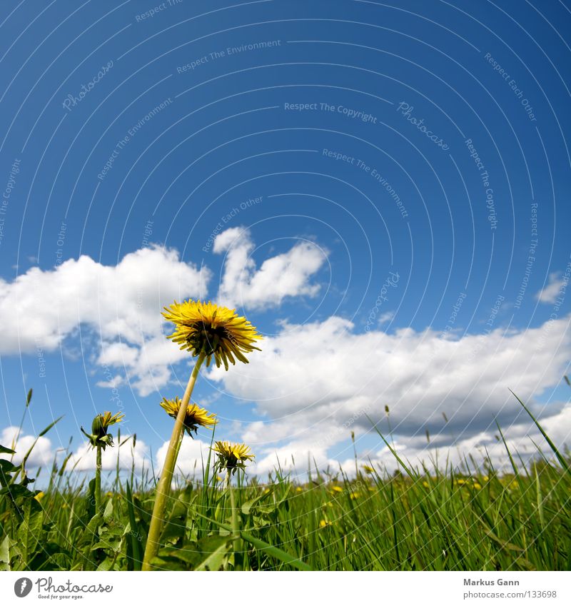 Löwenzahn Froschperspektive Frühling Sommer Gras Wolken grün gelb Blume Halm Physik frisch Blüte weiß groß Makroaufnahme Nahaufnahme Himmel blau Stengel