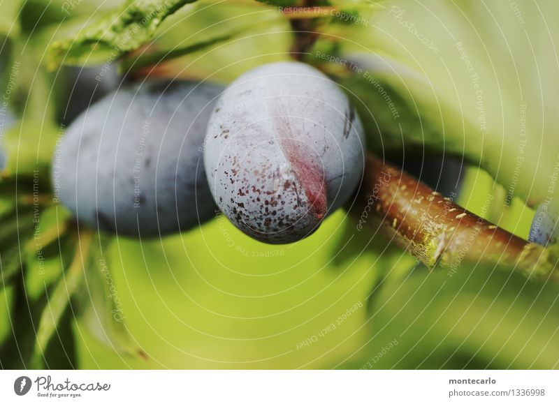 nicht einheitlich Lebensmittel Frucht Pflaume Pflaumenbaum Pflaumenblatt Vegetarische Ernährung Umwelt Natur Sommer Baum Blatt Grünpflanze Nutzpflanze Ast