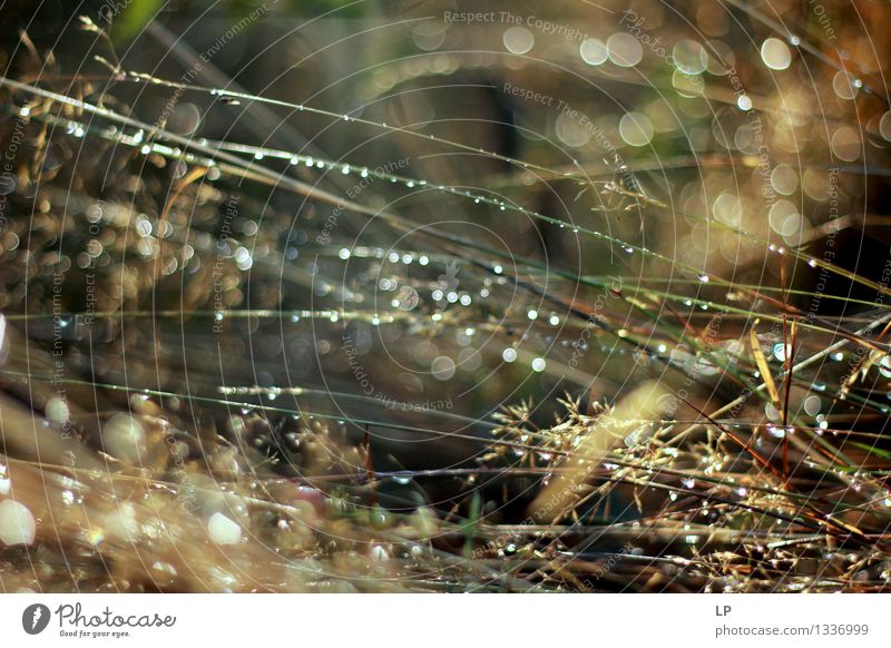 feucht 5 Umwelt Natur Landschaft Pflanze Luft Wasser Sonnenlicht Klima Schönes Wetter Gras Wildpflanze Garten Park Wiese Feld authentisch Flüssigkeit