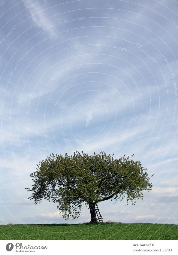 Der Baum 6 Wiese Feld Getreide Feldfrüchte Leiter Hochsitz Pflug alt altmodisch Blüte Frühling Leben Horizont Himmel Wolken Ferne Landschaft Deutschland