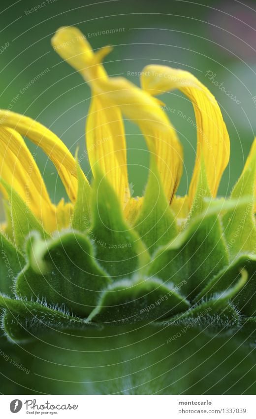 sonnenblume Umwelt Natur Pflanze Blume Blatt Grünpflanze Nutzpflanze Wildpflanze Sonnenblume dünn authentisch einfach frisch einzigartig lang nah natürlich