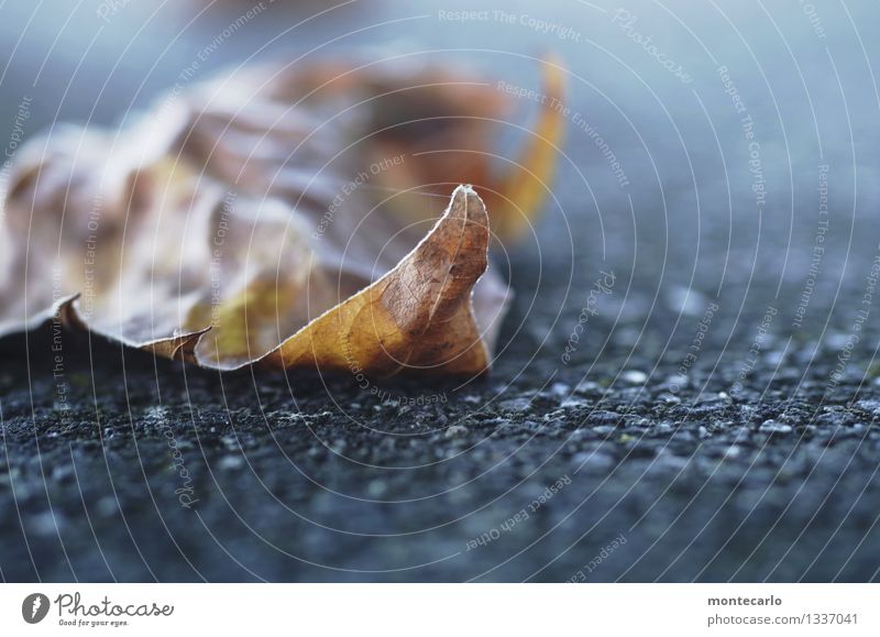 kalt Umwelt Natur Pflanze Herbst Blatt Grünpflanze Wildpflanze dünn authentisch einzigartig kaputt nah natürlich trist trocken wild weich braun grau Farbfoto