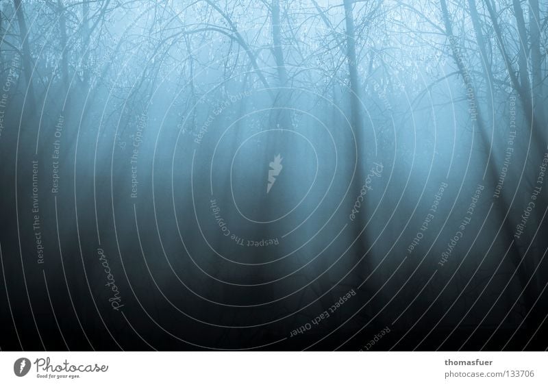 Wald im Nebel und Gegenlicht blau monochrom Baum Feld Reflexion & Spiegelung Märchen Blues ruhig Schleier Gedicht Hoffnung Trauer Denken träumen Fee