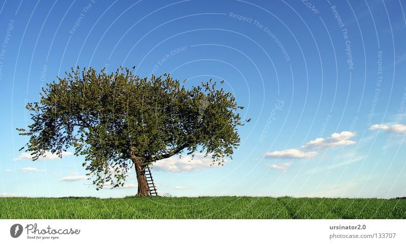 (mal wieder) der Baum 7 Wiese Feld Getreide Feldfrüchte Leiter Hochsitz Pflug alt altmodisch Blüte Frühling Leben Horizont Himmel Wolken Ferne Landschaftsformen