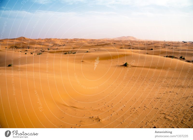 Wüstenlandschaft Umwelt Natur Landschaft Pflanze Sand Himmel Wolken Horizont Sommer Wetter Schönes Wetter Wärme Dürre Gras Sträucher exotisch Hügel Erg Chebbi