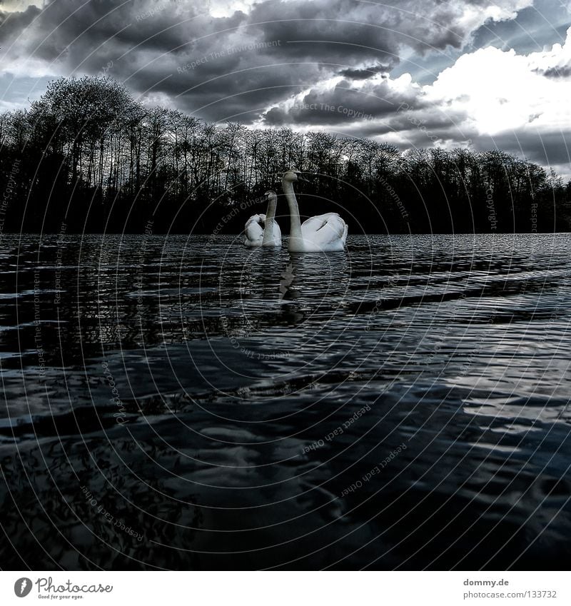 duo Schwan weiß grau dunkel See Landkreis Fulda Wolken Baum Wald schön Frühling Vogel Wasser Flüssigkeit Dorf Küste Decke Insel fliegen Blick Im Wasser treiben