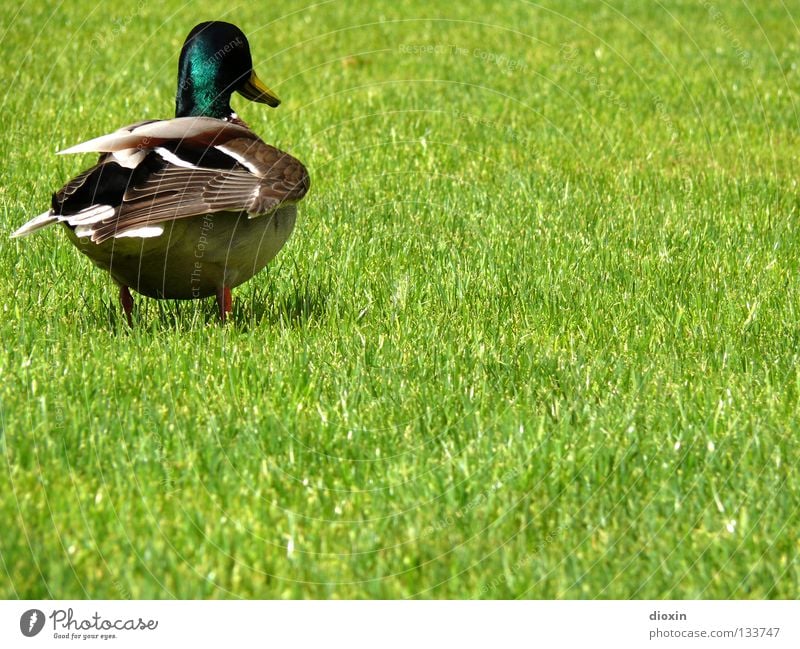 Und dann kannst du mich... Stockente Vogel Wiese Gras Hausente Badeente Daunen Schnabel Erpel watscheln Ente Anatinae Wasservogel Gänsevögel Rasen Wildente