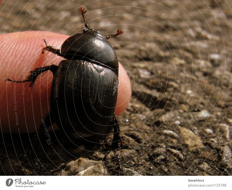 Krabbeltierchen Finger schwarz krabbeln Teer Hand Fühler Verkehrswege Mann Käfer Straße Wege & Pfade Flügel Beine