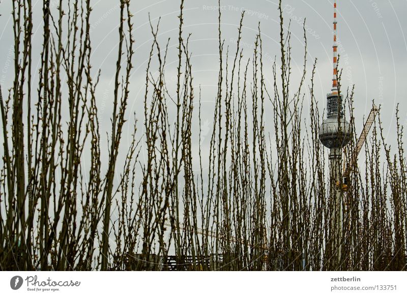 Verstecktes Gebäude Alexanderplatz Hecke Sträucher Park Reifezeit Wahrzeichen Palast der Republik Demontage Denkmal Berlin Garten Berliner Fernsehturm