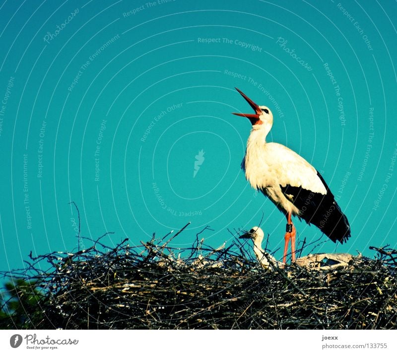 Heiiiiiinz, beeil dich! Der Kleine hat Hunger! sprechen Gelege Nest Weißstorch Feder Glücksbringer Klappe Storch Nachkommen Schnabel schwanger Horst Vogel Liebe