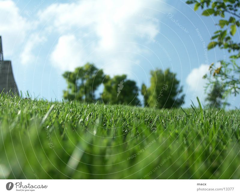 MondeVerde Gras Baum grün ruhig Gelassenheit Natur Himmel