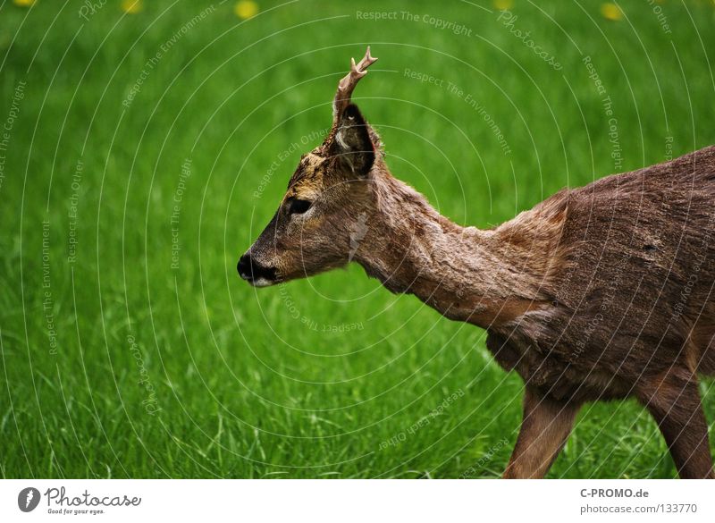 Reh Bock Paarhufer Horn Fell Wiese Waldlichtung Pirsch Schüchternheit Angst Jäger Stalking Säugetier Schwäche Capreolus capreolus Schalenwild Rehbock Jagd