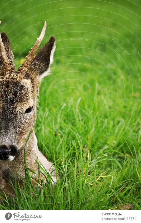 Gedankenschweres Reh Bock Paarhufer Horn Fell Wiese Waldlichtung Pirsch Schüchternheit Angst Jäger Stalking Säugetier Schwäche Capreolus capreolus Schalenwild