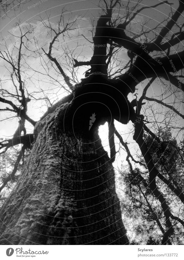 A tribute to Simon Marsden Baum gruselig Wald Grauwert dunkel Vergänglichkeit Märchen Baumrinde bedrohlich morsch Schwarzweißfoto Angst Panik Tod Ast Baumstamm