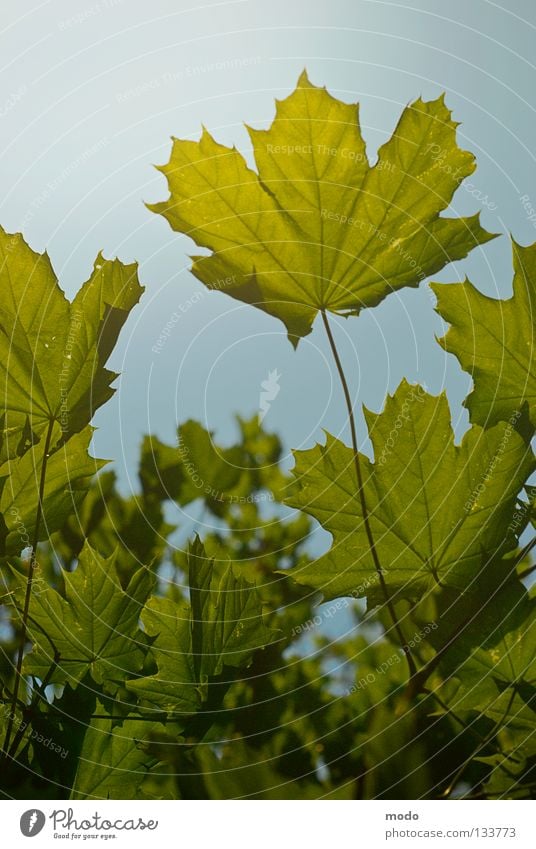 Auf zum Licht!!! Baum Gegenlicht Frühling Sommer Blatt Hoffnung grün Photosynthese Sonne Leben Natur Himmel blau Ast Idylle Massenauflauf Verkehrswege recken