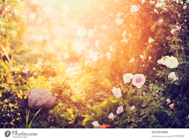 Wunderschöner sonniger Herbst Zeit im Garten oder Park Stil Design Sommer Natur Pflanze Sonne Sonnenaufgang Sonnenuntergang Sonnenlicht Schönes Wetter Baum