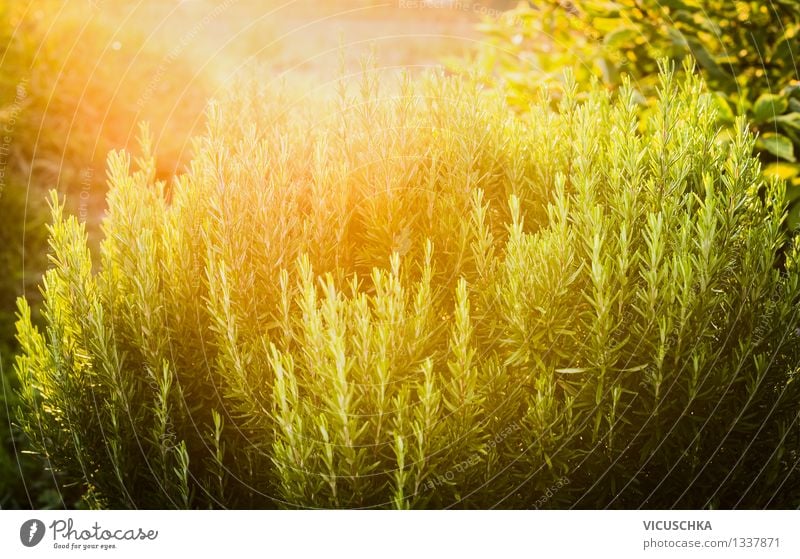 Rosmarin im Garten Stil Design Alternativmedizin Gesunde Ernährung Sommer Natur Sonnenaufgang Sonnenuntergang Sonnenlicht Frühling Herbst Schönes Wetter Pflanze