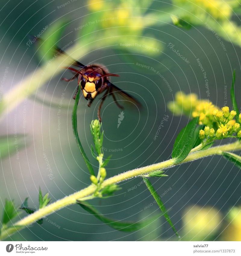 Vespa im Flug Natur Pflanze Tier Blume Blüte Wildpflanze Kanadische Goldrute Wildtier Flügel Vespa crabro 1 Blühend fliegen braun gelb grau grün Umweltschutz