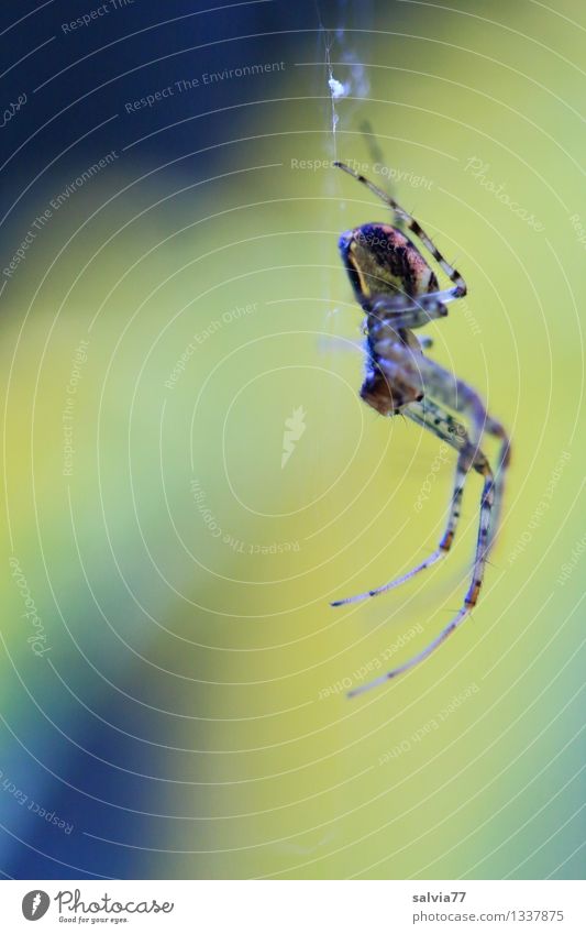 Spiderman/-woman Umwelt Natur Tier Spinne 1 beobachten berühren hängen krabbeln warten bedrohlich dünn Ekel gruselig listig gelb Angst aranea geduldig Jagd