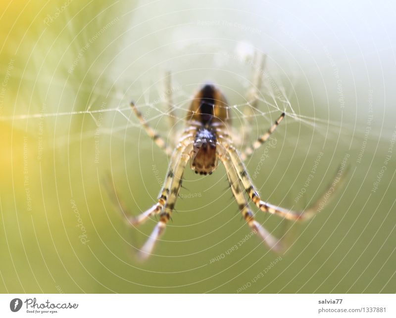 Was guckst du? Natur Tier Wildtier Spinne Tiergesicht aranea 1 beobachten berühren krabbeln warten außergewöhnlich bedrohlich Ekel gigantisch gruselig listig