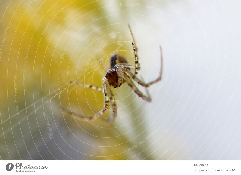 Herbstspinne Umwelt Tier Spinne 1 beobachten fangen warten geduldig Leichtigkeit planen Spinnenbeine Spinnennetz Gegenlicht Farbfoto Gedeckte Farben