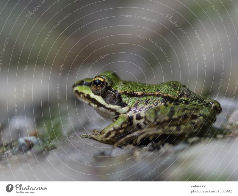 Platz an der Sonne Natur Tier Wasserfrosch Teich Frosch Lurch 1 beobachten genießen sitzen warten Coolness klein nah schleimig achtsam Wachsamkeit Vorsicht