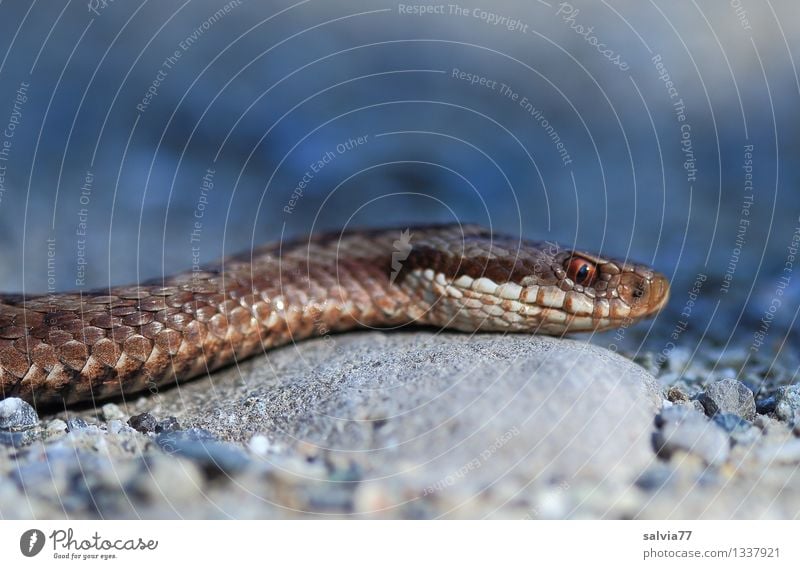 snake Umwelt Natur Tier Wildtier Schlange Schuppen Kreuzotter Natter Giftschlange 1 Jagd authentisch bedrohlich dunkel exotisch listig dünn braun grau