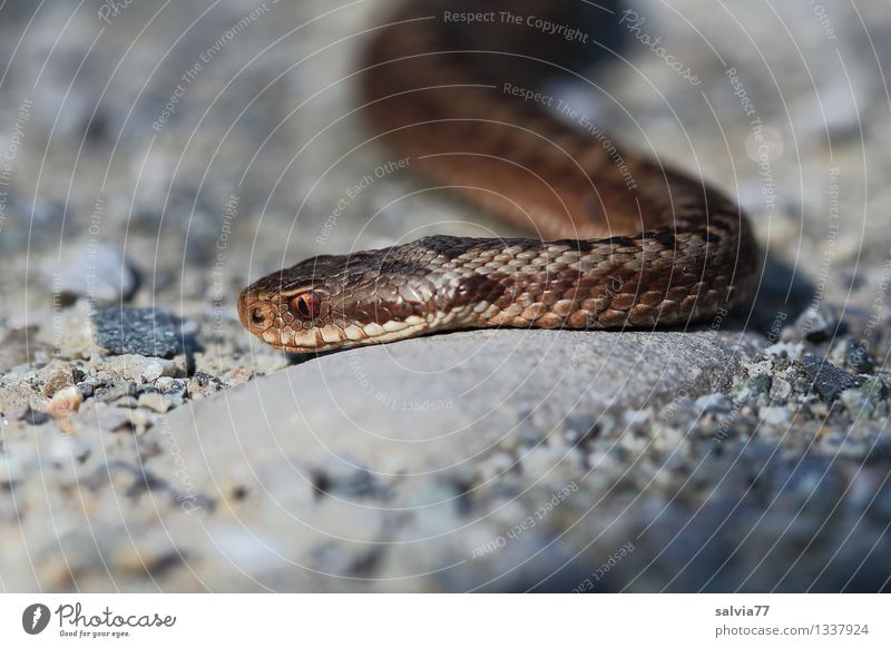 Giftschlange Umwelt Natur Tier Wildtier Schlange Tiergesicht Schuppen Kreuzotter Natter 1 beobachten Bewegung Schleichen krabbeln Jagd Muster Reptil