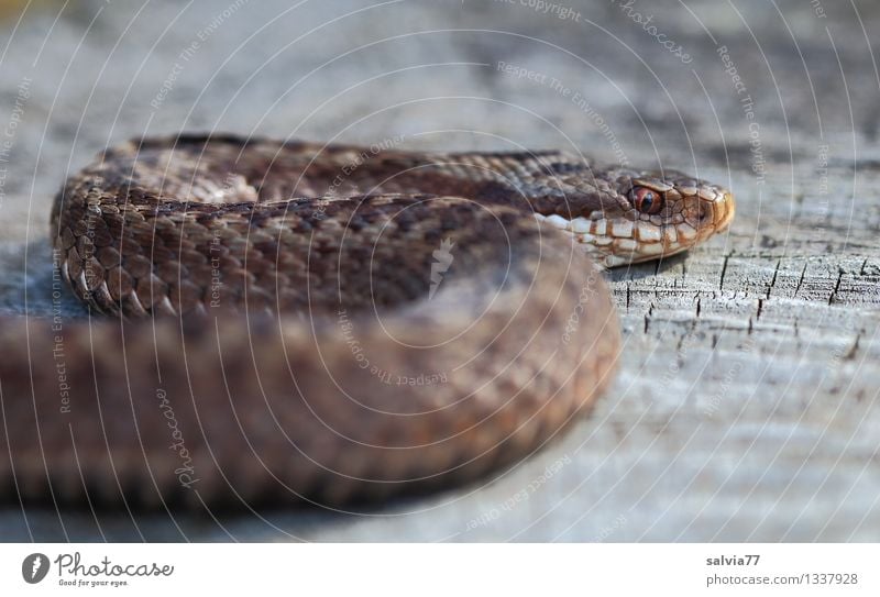 Kreuzotter Natur Tier Wildtier Schlange Schuppen Reptil 1 beobachten dunkel Ekel exotisch braun grau bizarr bedrohlich Umwelt krabbeln Giftschlange Jäger