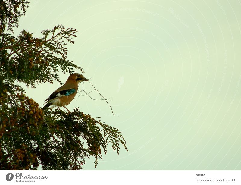 Nestbautrieb Umwelt Natur Pflanze Tier Baum Sträucher Zypresse Vogel Eichelhäher 1 bauen hocken Blick sitzen tragen natürlich Farbfoto Außenaufnahme