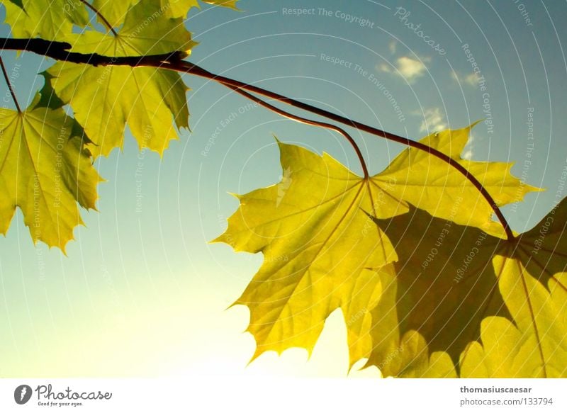 Frühlingswärme Blatt grün Physik frisch Fröhlichkeit gelb Baum Herbst Licht Sommer Ahorn springen Himmel Natur hell Wärme Ast Sonne Trees Sky Leaf