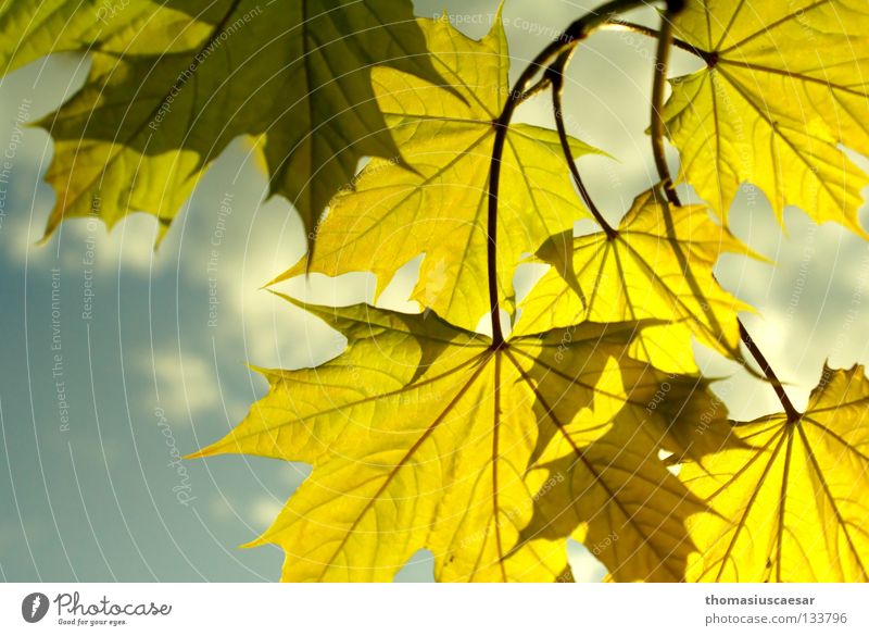 Frühlingstreiben grün gelb frisch Blatt Gefühle Baum Herbst Sommer Ahorn springen Himmel Natur hell blau Ast Sonne Trees Sky Leaf