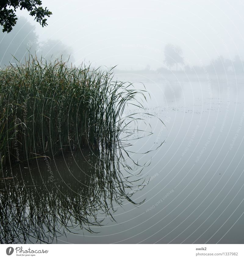 Nebliger Morgennebel Umwelt Natur Landschaft Pflanze Luft Wasser Himmel Herbst Nebel Röhricht Wasserpflanze Ferne glänzend Unendlichkeit nass natürlich Stimmung