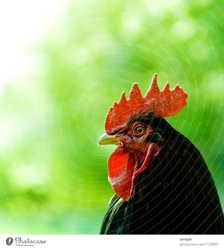 Hahn Tier Hahnenkamm Kamm Vogel Schnabel Bauernhof Haushuhn Viehhaltung Tierhaltung Freilandhaltung Krähe Hühnervögel kikeriki Feder schreien Blick Weide