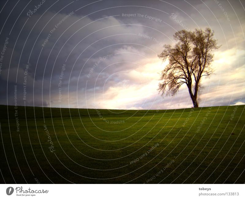 Model richtigrum Baum Wiese Wolken Hügel Dämmerung Regen Einsamkeit Himmel Jahreszeiten Berge u. Gebirge Abend Wind Gewitter