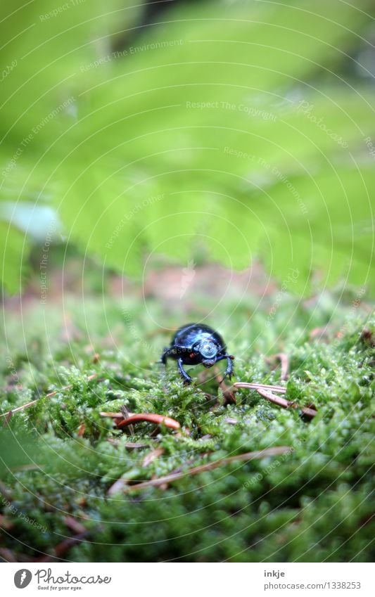 Karl hört zu. Natur Pflanze Tier Moos Farn Wald Waldboden Wildtier Käfer Mistkäfer 1 hocken krabbeln glänzend klein grün schwarz Neugier Farbfoto Außenaufnahme