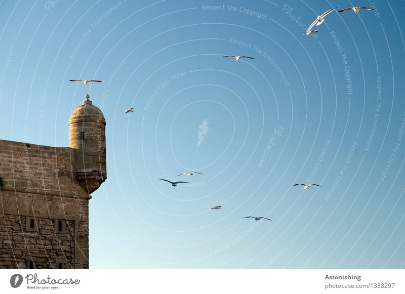 Festung II Umwelt Natur Tier Himmel Wolkenloser Himmel Sommer Wetter Schönes Wetter Essaouira Marokko Stadt Hafenstadt Burg oder Schloss Ruine Turm Bauwerk