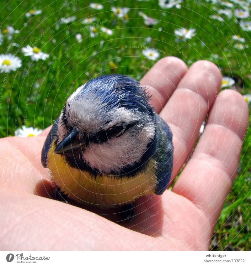 Scheiben-Unfall #2 Haut Hand Finger Natur Tier Gras Vogel klein weich blau gelb schwarz weiß Schutz Geborgenheit Hilfsbereitschaft Blaumeise Meisen Schnabel