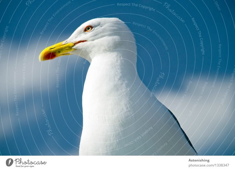 Möwe Umwelt Natur Tier Luft Himmel Wolken Wetter Schönes Wetter Essaouira Marokko Vogel Flügel 1 Blick elegant hell blau gelb weiß Auge Schnabel Fell Kopf