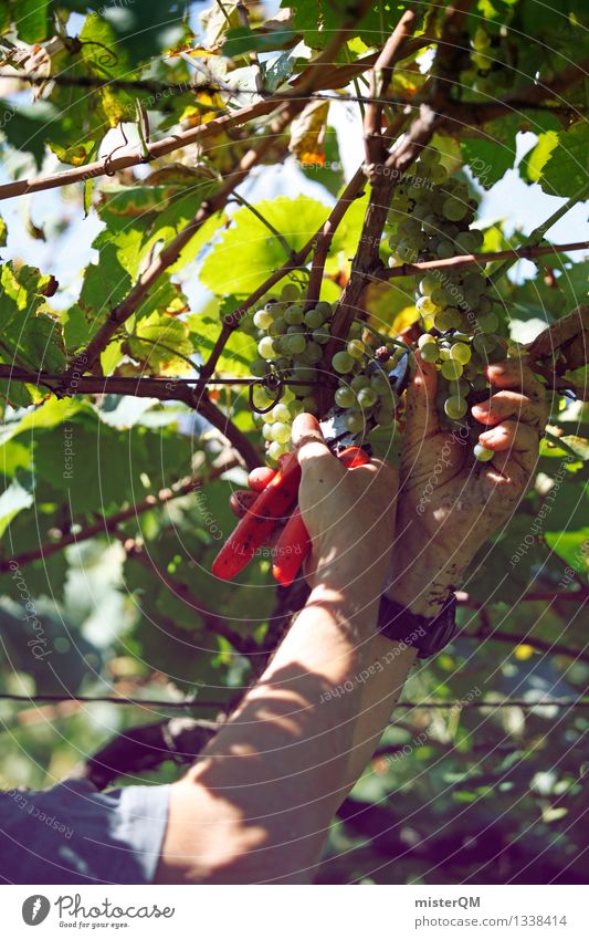 Weinlese I Kunst Kunstwerk ästhetisch Weinberg Weinbau Weintrauben Weinblatt Weingut Ernte Erntehelfer Farbfoto Gedeckte Farben Außenaufnahme Detailaufnahme