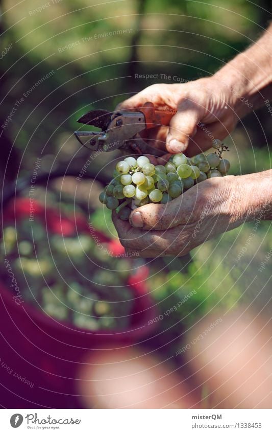 Weinlese III Kunst Kunstwerk ästhetisch Weinberg Weinbau Weintrauben Weinblatt Weingut Ernte Erntehelfer Farbfoto Gedeckte Farben Außenaufnahme Innenaufnahme